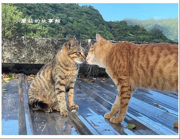 112.11.19.(95)新北瑞芳-三貂嶺山城 + 猴硐貓村.JPG