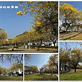 113.2.22.(135)台中北屯-廍子公園(黃花風鈴木).JPG