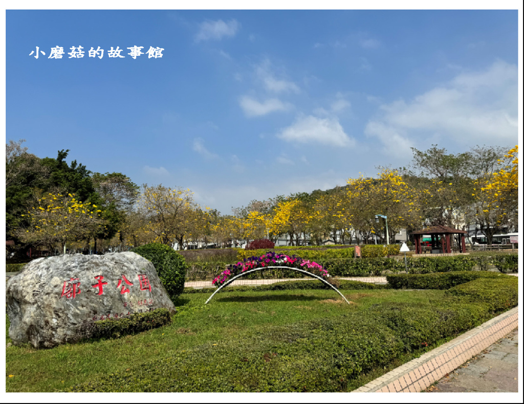 113.2.22.(1)台中北屯-廍子公園(黃花風鈴木).JPG