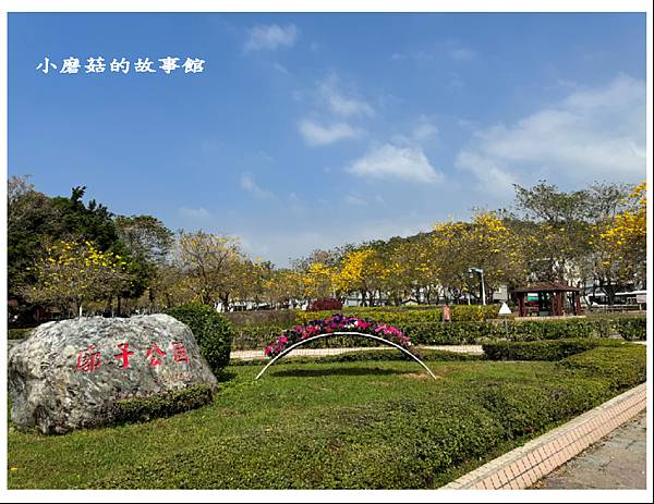 113.2.22.(1)台中北屯-廍子公園(黃花風鈴木).JPG