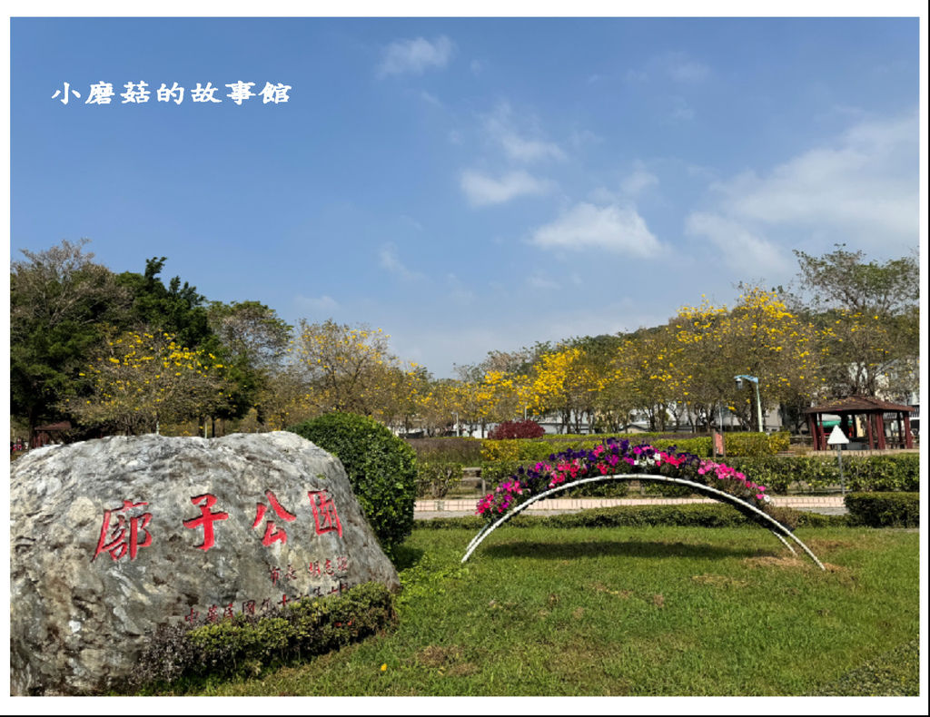 113.2.22.(2)台中北屯-廍子公園(黃花風鈴木).JPG