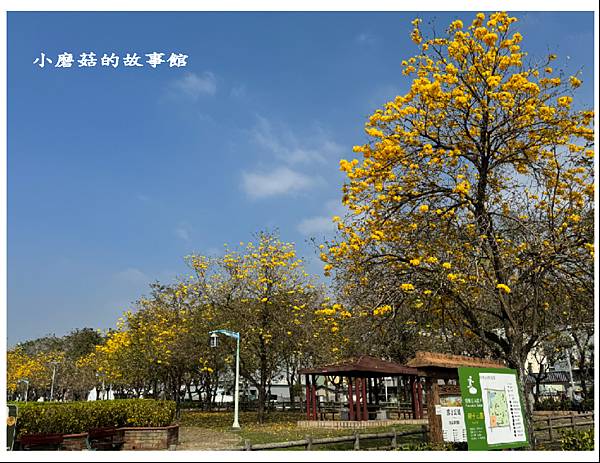 113.2.22.(4)台中北屯-廍子公園(黃花風鈴木).JPG