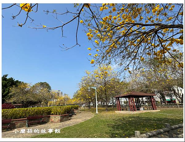 113.2.22.(7)台中北屯-廍子公園(黃花風鈴木).JPG