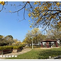 113.2.22.(7)台中北屯-廍子公園(黃花風鈴木).JPG