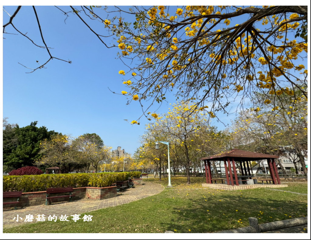 113.2.22.(9)台中北屯-廍子公園(黃花風鈴木).JPG