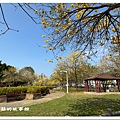 113.2.22.(9)台中北屯-廍子公園(黃花風鈴木).JPG