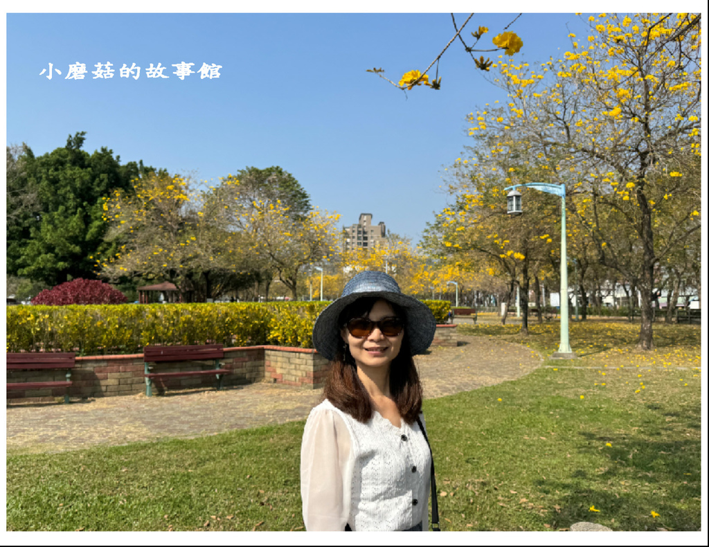 113.2.22.(11)台中北屯-廍子公園(黃花風鈴木).JPG