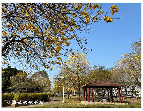 113.2.22.(15)台中北屯-廍子公園(黃花風鈴木).JPG