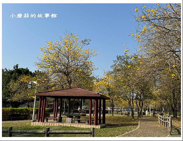 113.2.22.(17)台中北屯-廍子公園(黃花風鈴木).JPG