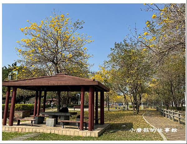 113.2.22.(18)台中北屯-廍子公園(黃花風鈴木).JPG