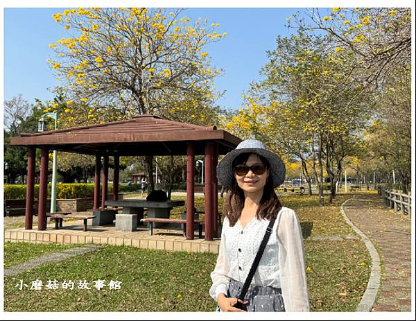 113.2.22.(21)台中北屯-廍子公園(黃花風鈴木).JPG