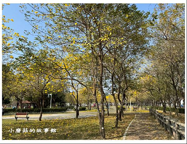 113.2.22.(23)台中北屯-廍子公園(黃花風鈴木).JPG