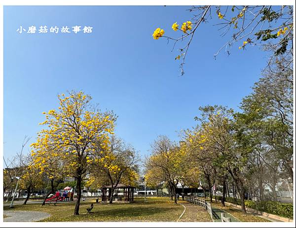 113.2.22.(52)台中北屯-廍子公園(黃花風鈴木).JPG