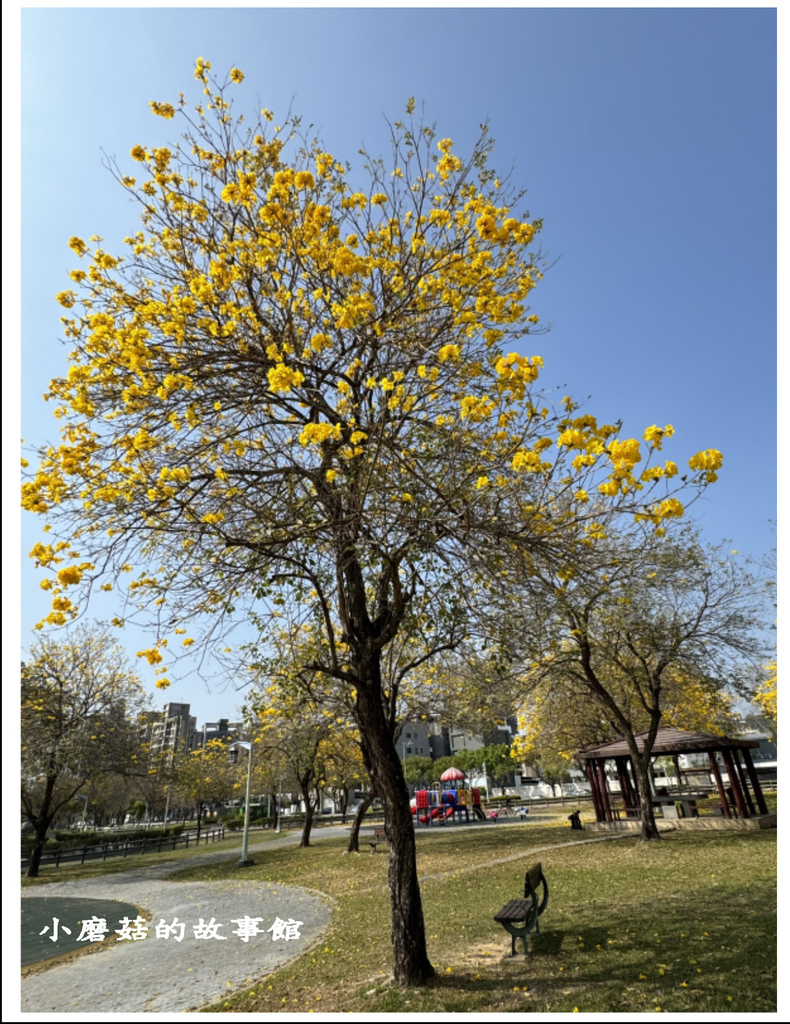 113.2.22.(53)台中北屯-廍子公園(黃花風鈴木).JPG