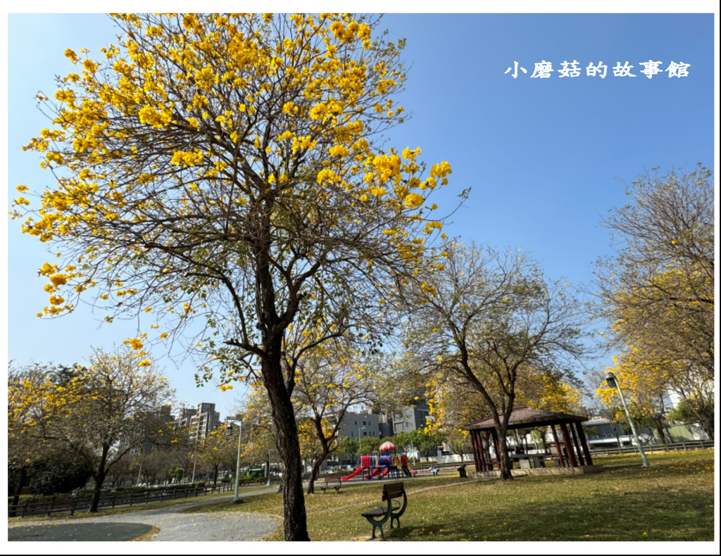 113.2.22.(54)台中北屯-廍子公園(黃花風鈴木).JPG