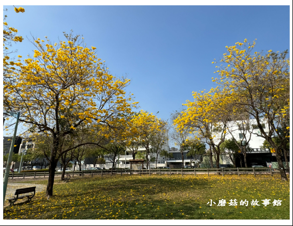 113.2.22.(57)台中北屯-廍子公園(黃花風鈴木).JPG