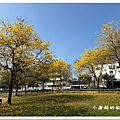 113.2.22.(57)台中北屯-廍子公園(黃花風鈴木).JPG