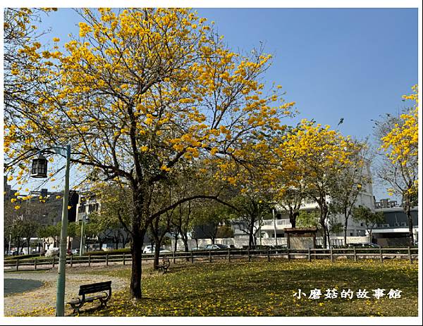 113.2.22.(58)台中北屯-廍子公園(黃花風鈴木).JPG