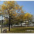 113.2.22.(58)台中北屯-廍子公園(黃花風鈴木).JPG