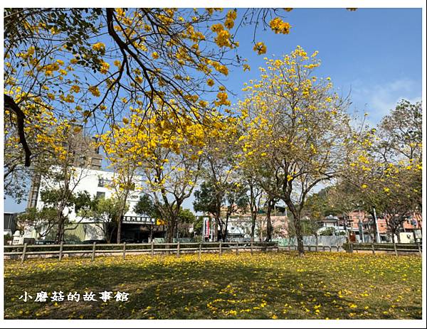 113.2.22.(62)台中北屯-廍子公園(黃花風鈴木).JPG