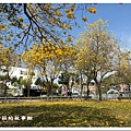 113.2.22.(62)台中北屯-廍子公園(黃花風鈴木).JPG