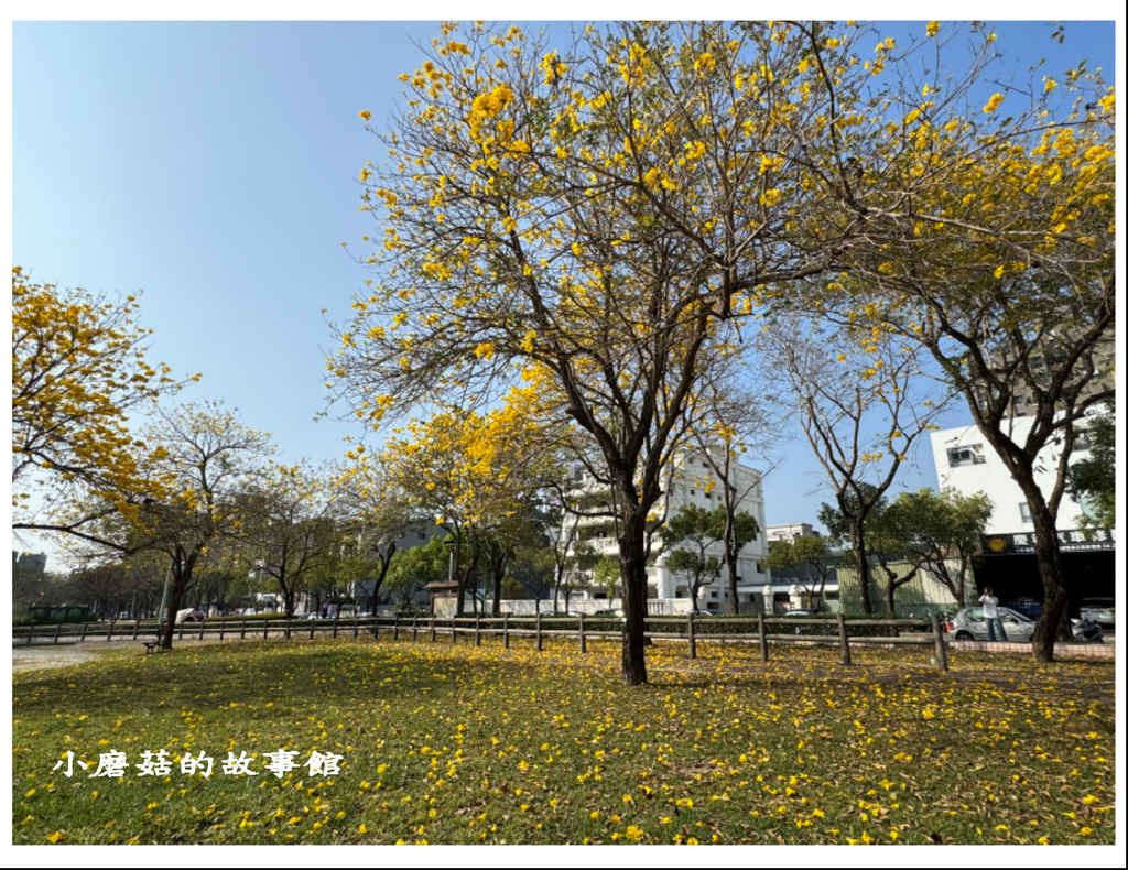 113.2.22.(101)台中北屯-廍子公園(黃花風鈴木).JPG