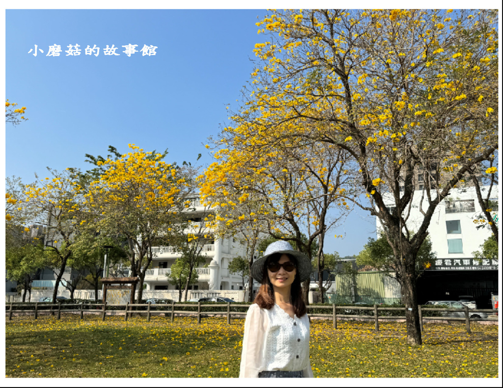 113.2.22.(102)台中北屯-廍子公園(黃花風鈴木).JPG