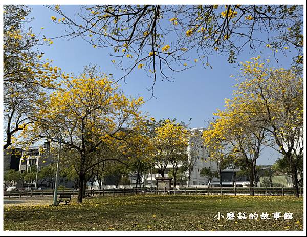 113.2.22.(106)台中北屯-廍子公園(黃花風鈴木).JPG