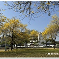 113.2.22.(106)台中北屯-廍子公園(黃花風鈴木).JPG