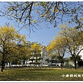 113.2.22.(107)台中北屯-廍子公園(黃花風鈴木).JPG