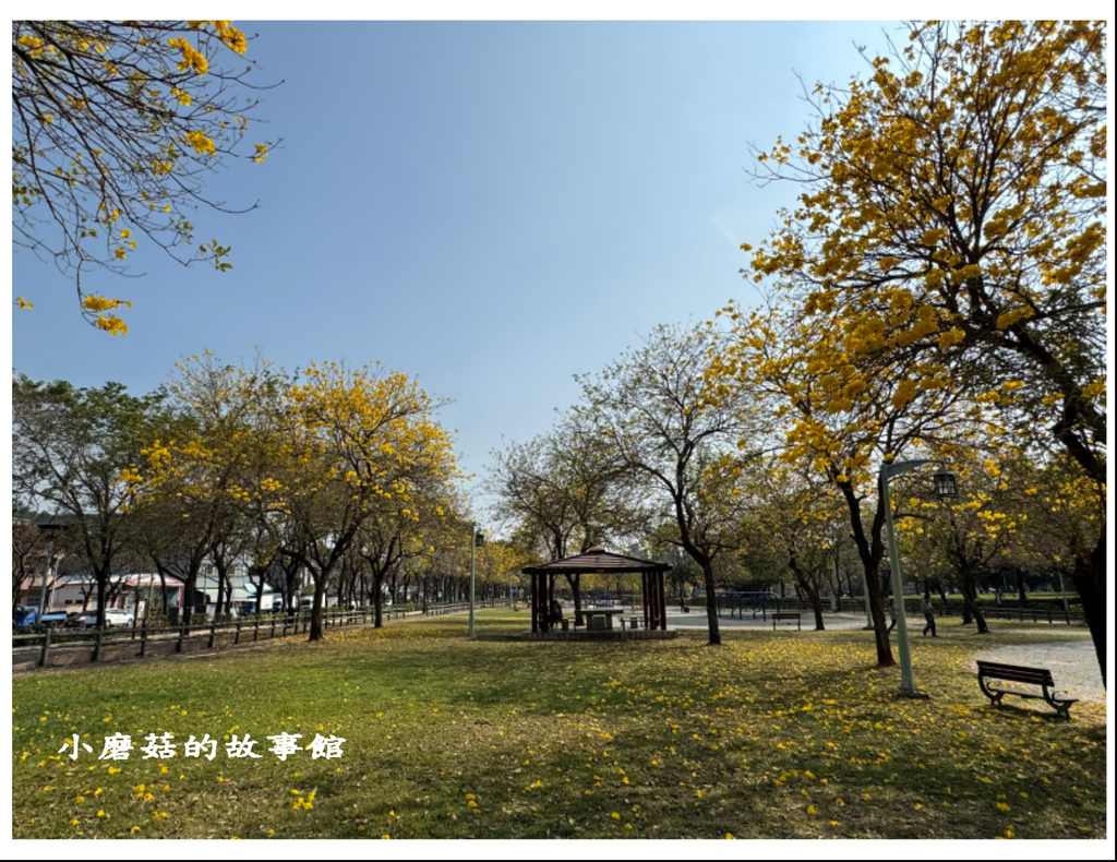 113.2.22.(110)台中北屯-廍子公園(黃花風鈴木).JPG