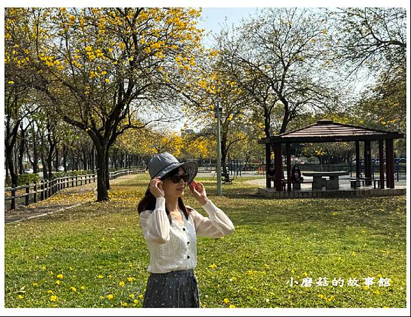 113.2.22.(112)台中北屯-廍子公園(黃花風鈴木).JPG