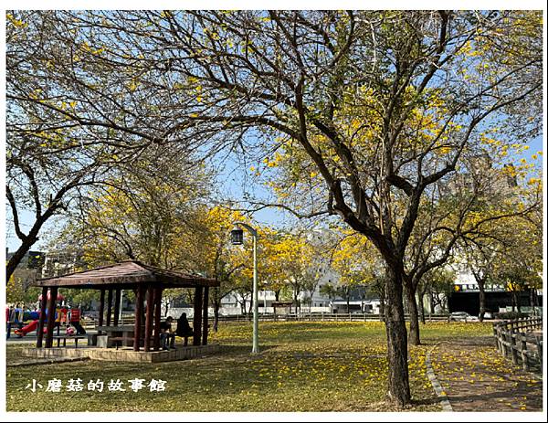 113.2.22.(122)台中北屯-廍子公園(黃花風鈴木).JPG