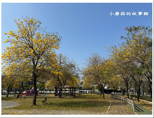 113.2.22.(126)台中北屯-廍子公園(黃花風鈴木).JPG