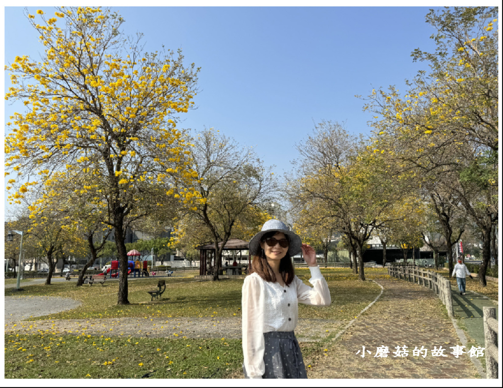 113.2.22.(131)台中北屯-廍子公園(黃花風鈴木).JPG