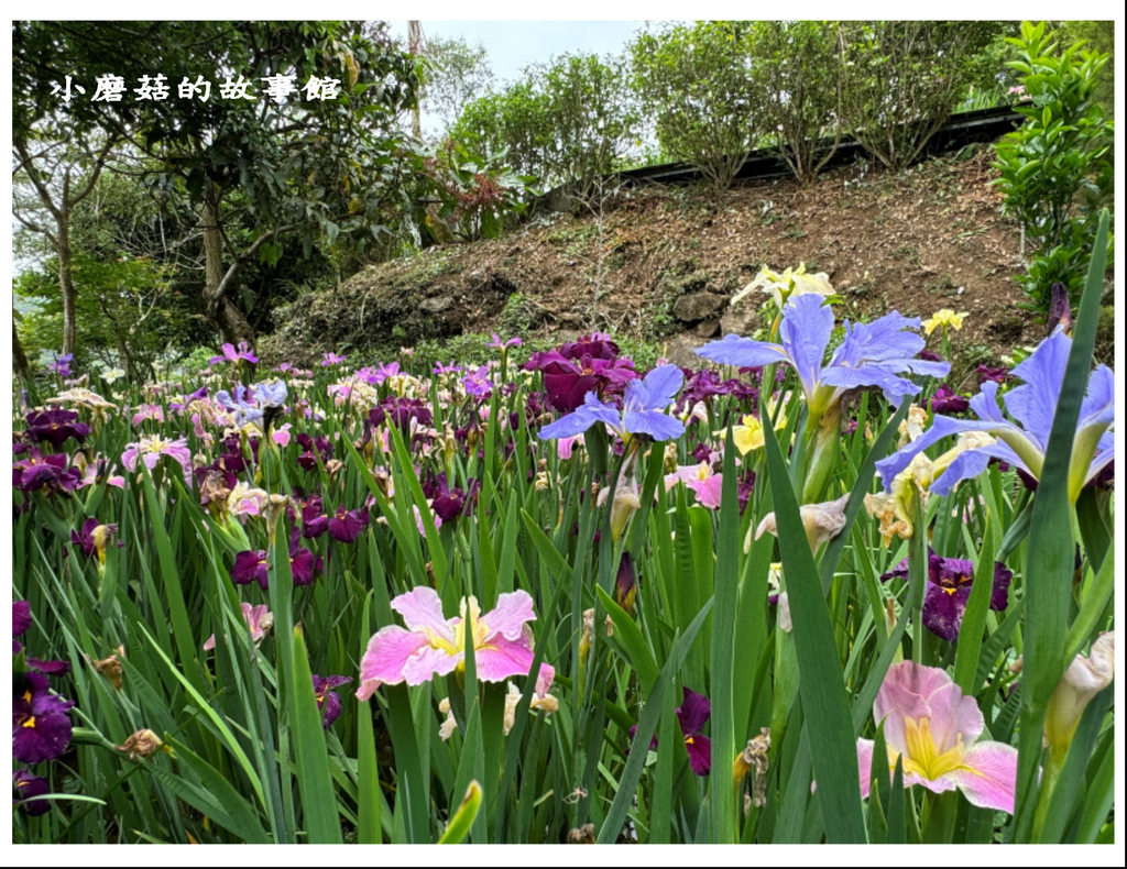 113.4.10.(153)苗栗三義-卓也小屋(鳶尾花).JPG