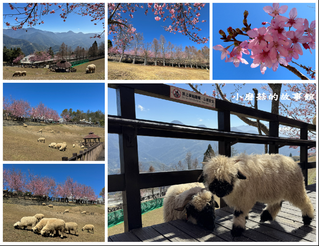 113.2.17.(271)南投-清境農場賞櫻.JPG