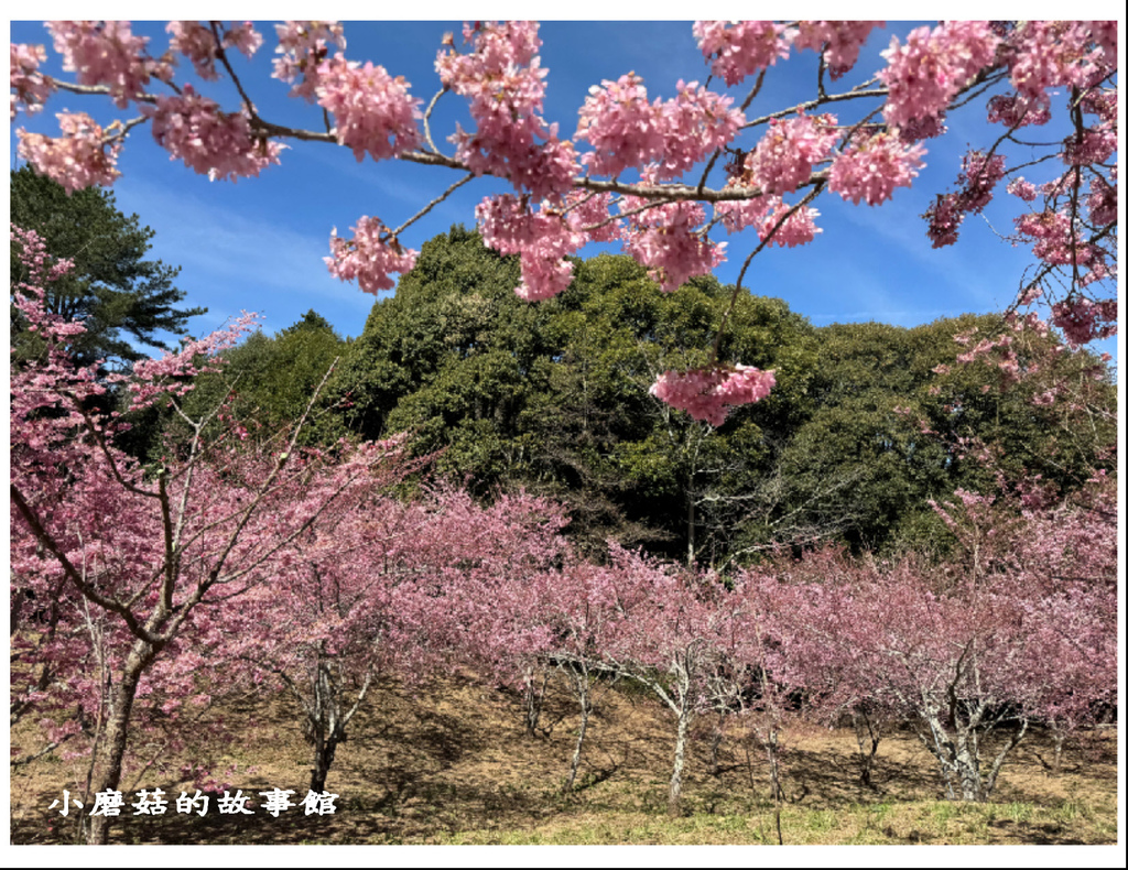 113.2.18.(22)福壽山農場-千櫻園.JPG