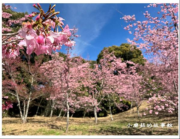 113.2.18.(61)福壽山農場-千櫻園.JPG