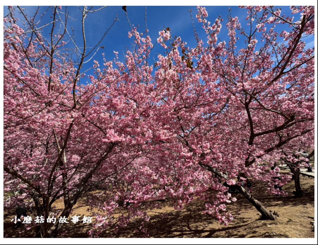 113.2.18.(90)福壽山農場-千櫻園.JPG