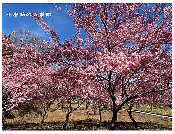 113.2.18.(124)福壽山農場-千櫻園.JPG