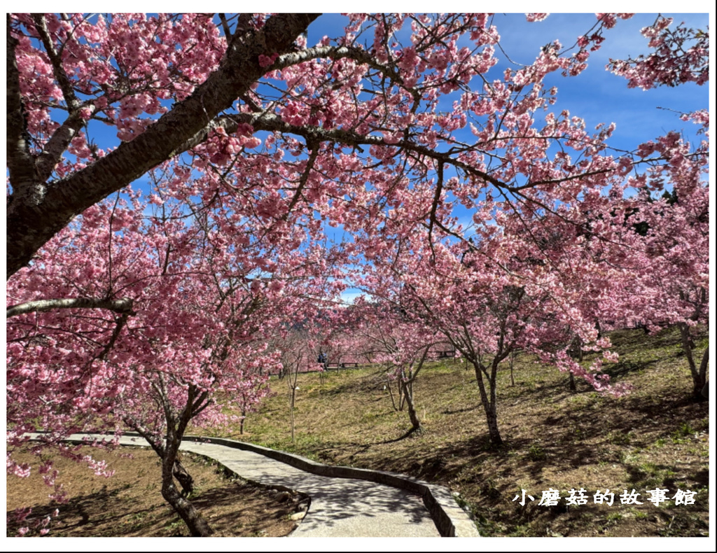 113.2.18.(131)福壽山農場-千櫻園.JPG