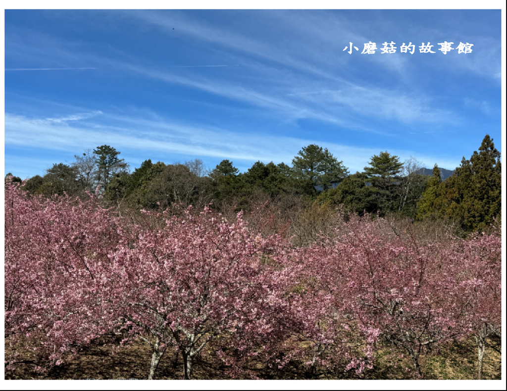 113.2.18.(141)福壽山農場-千櫻園.JPG