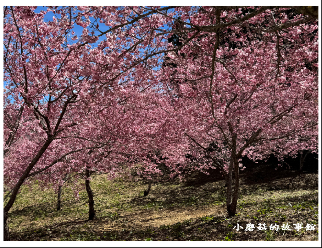 113.2.18.(148)福壽山農場-千櫻園.JPG