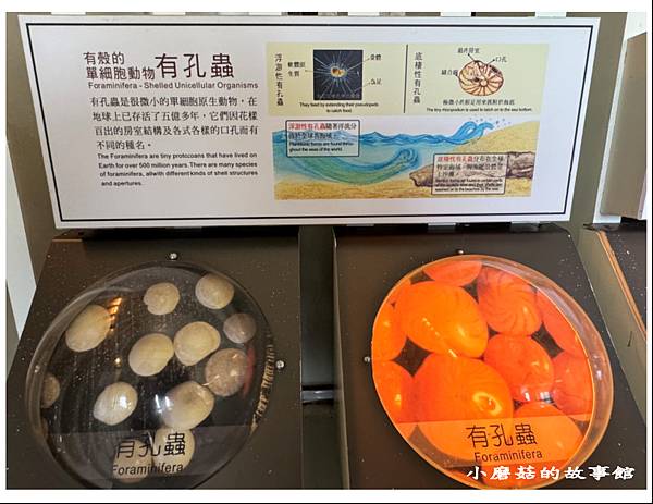 113.4.22.(115)屏東恆春-砂島貝殼展示館.JPG