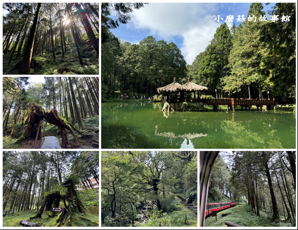 113.8.25.(376)嘉義-阿里山國家森林遊樂區.JPG