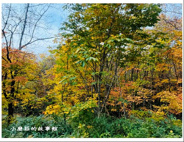 113.10.27.(55)八幡平-楓紅道路.JPG