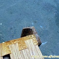 DSCN4763.JPG