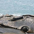 IMG_4463.JPG
