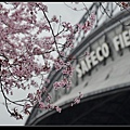 櫻花與Safeco Field